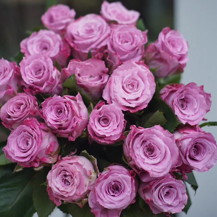 逸禾昆明优质新品玫瑰碧海本次到货40cm长度喔打包会裁剪一定长度江浙