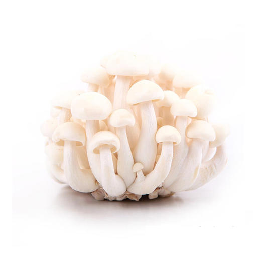 白玉菇1包（125g） 商品图0
