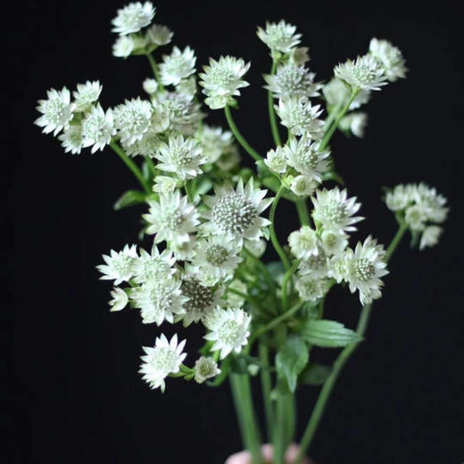 进口花-白星芹-10支/扎 商品图0