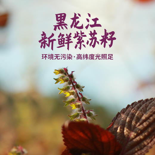 【100ml*5瓶】晟麦 小油瓶紫苏籽油 苏籽仔子油组合装高亚麻酸 商品图3