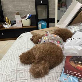 无门槛15元券 可爱狗屁股