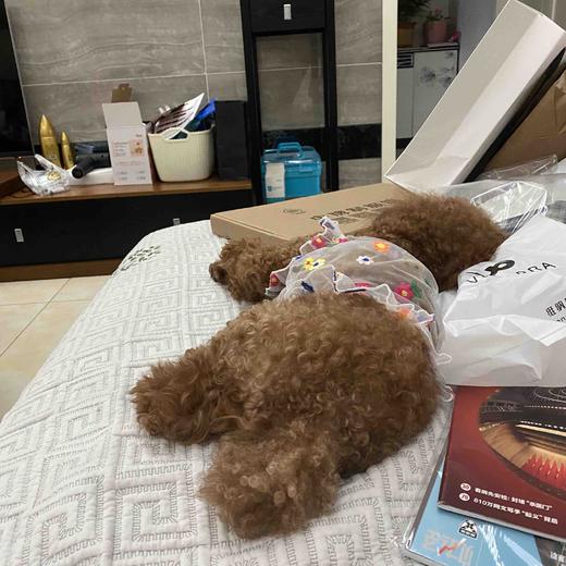 无门槛15元券 可爱狗屁股 商品图0