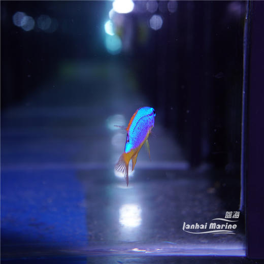 人工斐济魔 商品图4