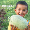 【预售发货延后】新疆巴楚留香瓜8-9斤 商品缩略图0