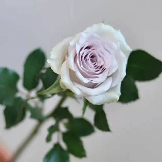 【福利秒杀】南粤推荐海洋之谜，20支/扎，B级 商品图0