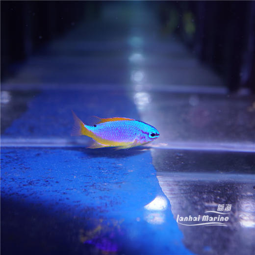 人工斐济魔 商品图1