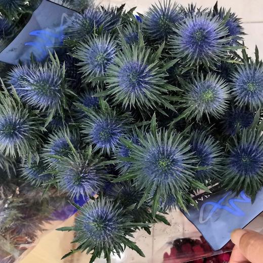 进口花-荷兰刺芹-10支 商品图0