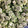 进口花-白星芹-10支/扎 商品缩略图2
