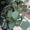 配叶-苹果尤加利-扎 商品缩略图0