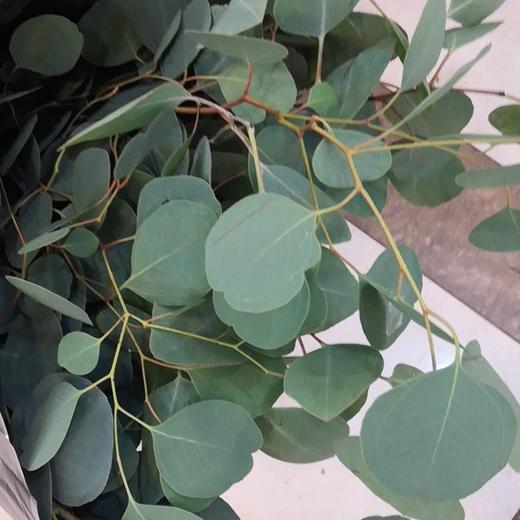 配叶-苹果尤加利-扎 商品图0