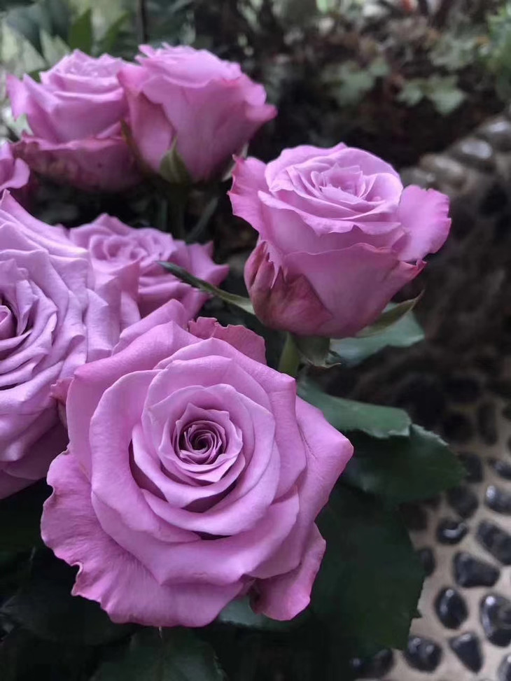 逸禾昆明优质新品玫瑰碧海本次到货40cm长度喔打包会裁剪一定长度江浙