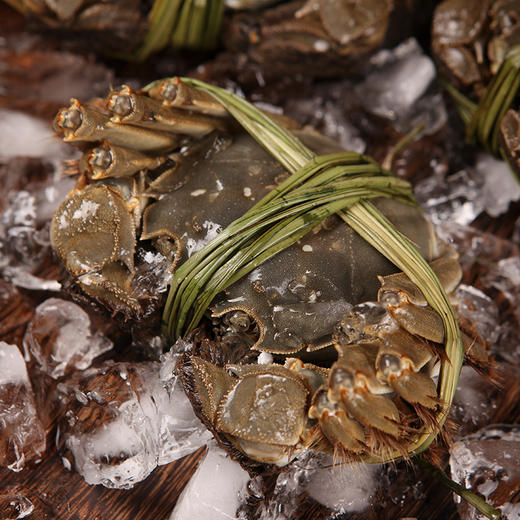 【六月黄】现货鲜活大闸蟹特大公母蟹 礼盒装