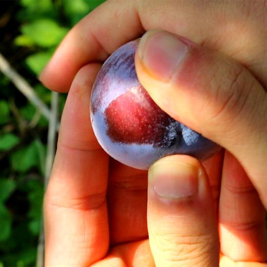 龙滩珍珠李 5斤装礼盒（两广外） 商品图3