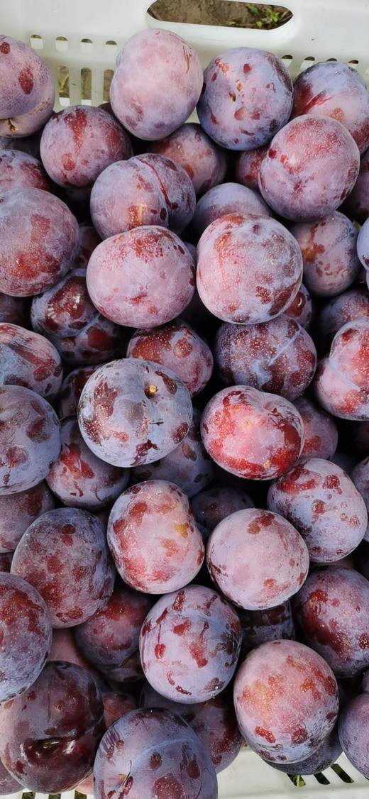 【宋大叔推荐】运城黑李子5斤新鲜当季水果，泡沫托包装，顺丰包邮 商品图1