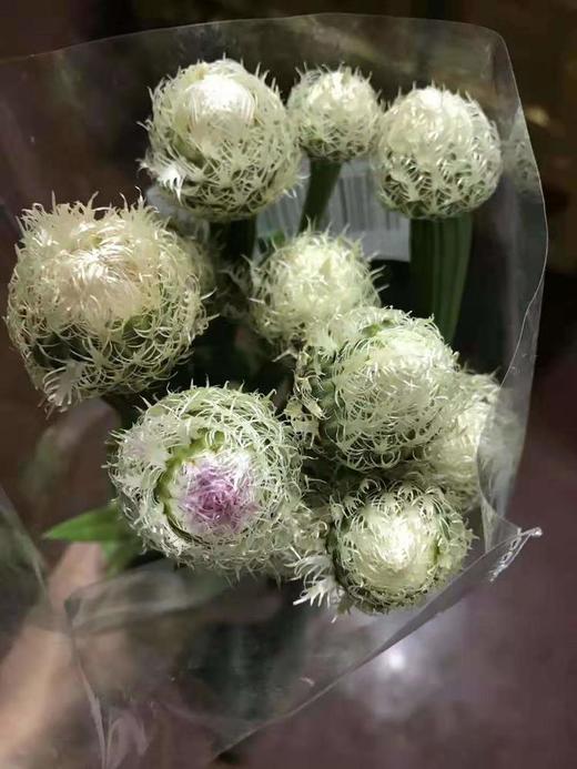 鸟巢菊-若干枝/扎 - 阅花鲜花