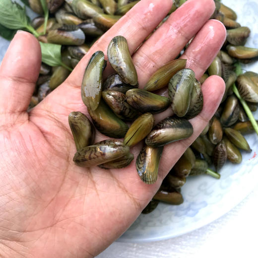 新鲜薄壳海瓜子约1斤份