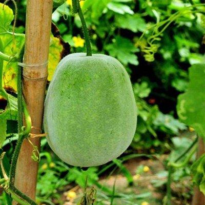 平价毛冬瓜1个