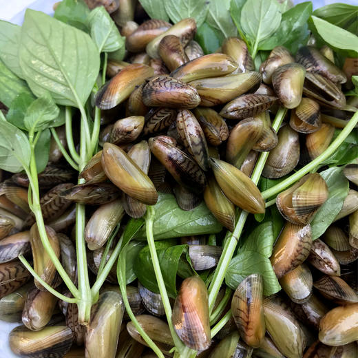 新鲜薄壳海瓜子约1斤份