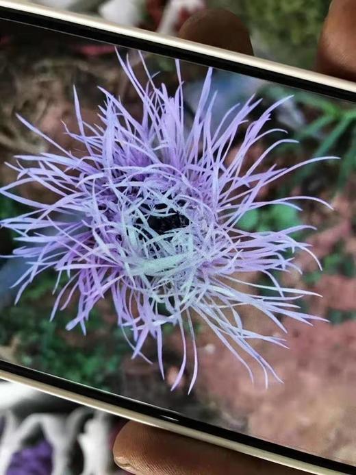 鸟巢菊-若干枝/扎 - 阅花鲜花