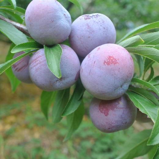 龙滩珍珠李 5斤装礼盒（两广外） 商品图1