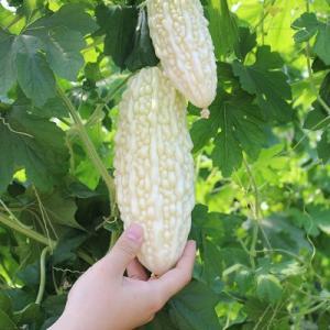 台湾白玉苦瓜1条约300350克