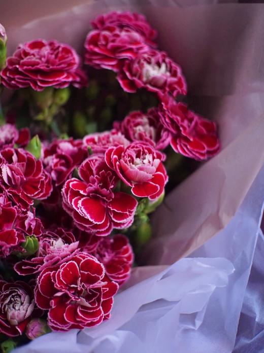 康乃馨【 时间是让人猝不及防的东西，偷走了青丝，留住你】简小姐精选 稀有康乃馨  2件包邮 下单48小时发货 商品图9