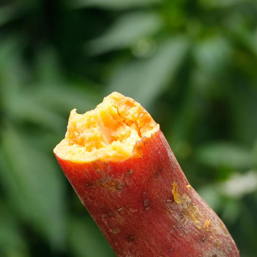 产地直发六鳌蜜薯公主果地瓜公主单果50150g一箱5斤2035个