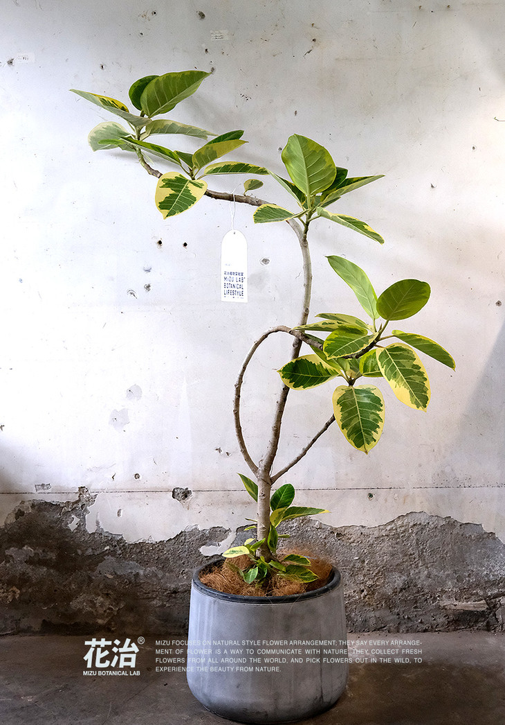 日本造型植物 / 黄金榕 (包同城配送)