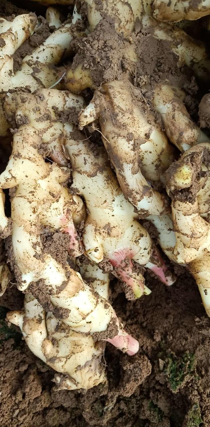 红芽姜(鲜品)○ 带言