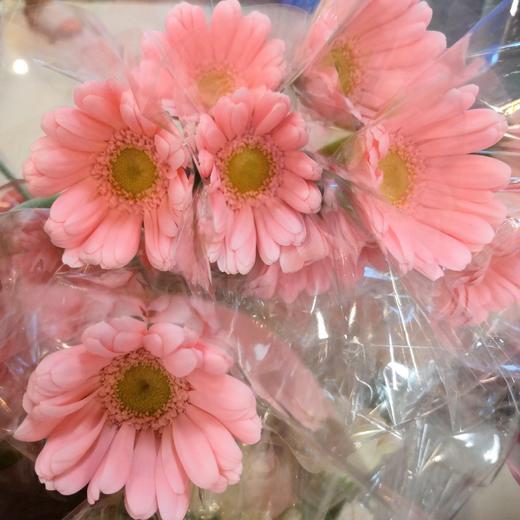 菊花-珍爱弗朗-水粉-10支 商品图1