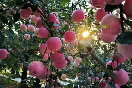 洛川红 富士 苹果 脆甜5斤 商品图1