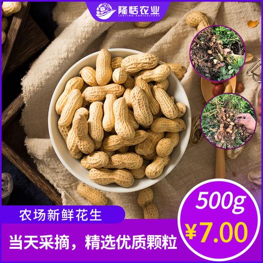 农场鲜花生  （750g） 商品图3