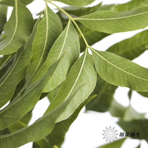 叶材 | 泡沫叶 商品图1