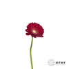 非洲菊 | 红色 商品缩略图0