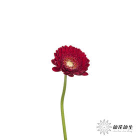 非洲菊 | 红色