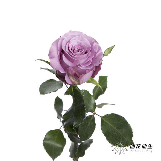 单头玫瑰 | 碧海 商品图1