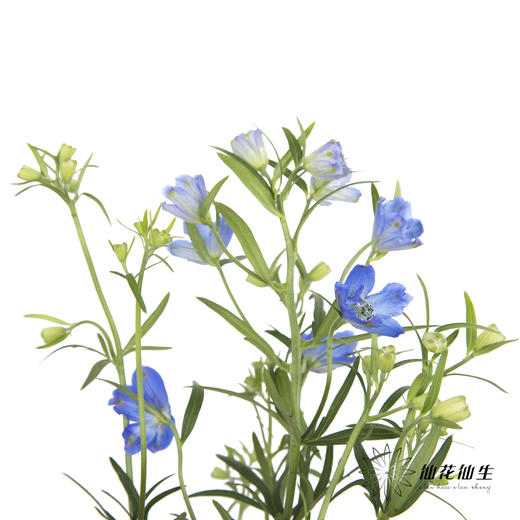 配花 | 小飞燕浅蓝 商品图2