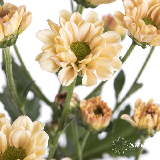 小菊 | 香槟 商品图2