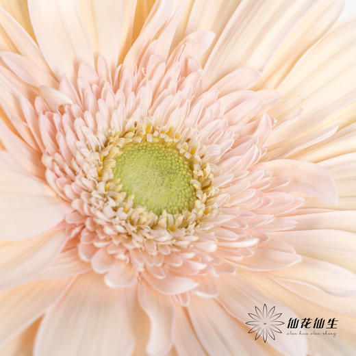 非洲菊 | 爱琴海 商品图2