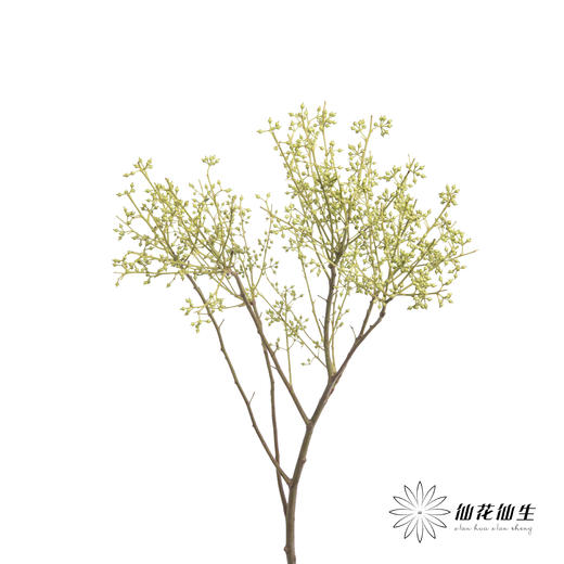 配果 | 小米果【运输途中果子易掉，介意慎拍】 商品图2