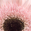 非洲菊 | 拉丝粉色 商品缩略图2