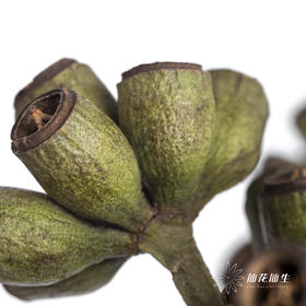 配果 | 僵尸果【运输途中果子易掉，介意慎拍】