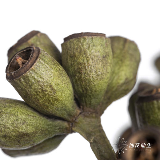 配果 | 僵尸果【运输途中果子易掉，介意慎拍】 商品图0