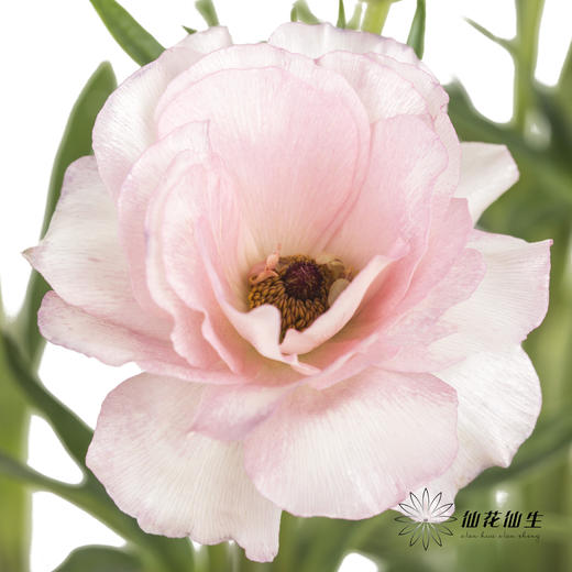 配花 | 蝴蝶洋牡丹粉色 商品图3