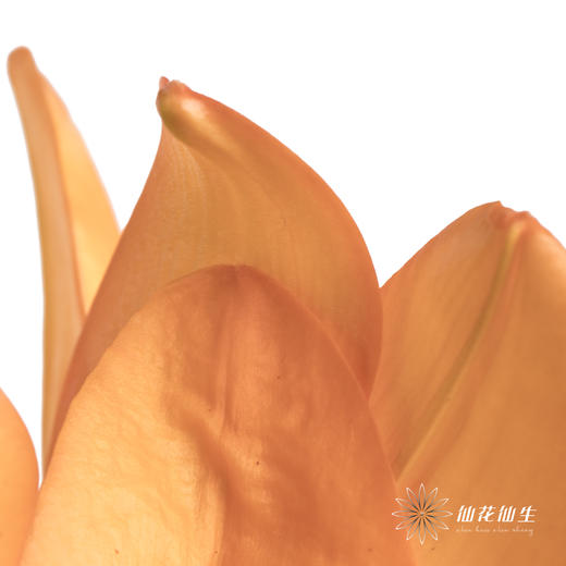 百合 | 亚百橙色梦想 商品图3