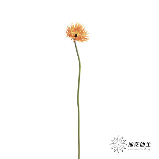 非洲菊 | 拉丝橙色 商品图4