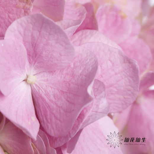 绣球 | 大海粉 商品图2