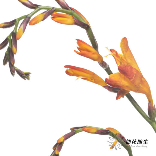 配花 | 火焰兰 商品图2