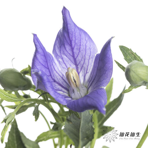 配花 | 中国桔梗紫色 商品图0