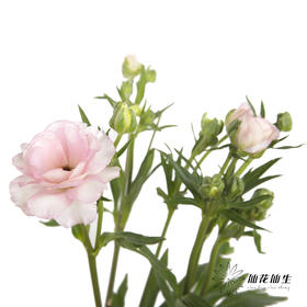 配花 | 蝴蝶洋牡丹粉色